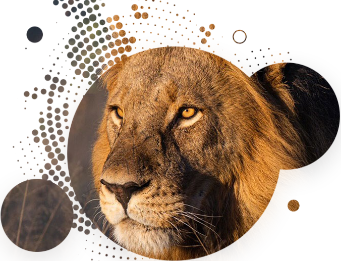 Great Lions Safaris Wildlife Lion Edited