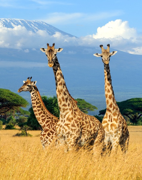 Great Lions Safaris Giraffes
